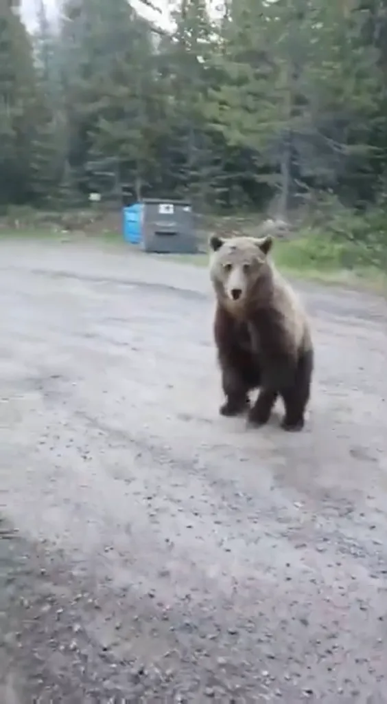 Grizzly bear on a gravel road in a forest.