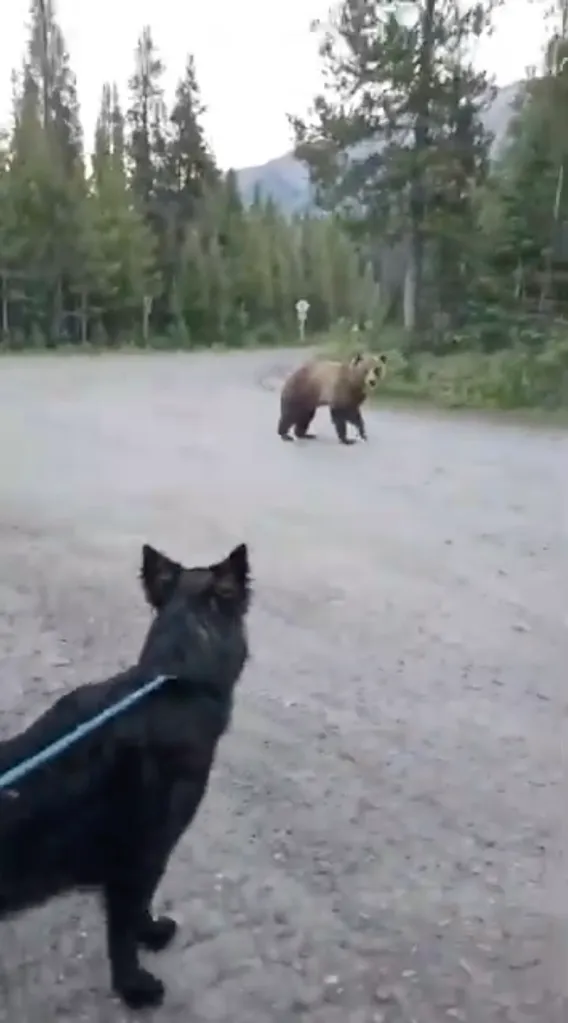 A grizzly bear on a dirt road approaches a person with a black dog on a leash.