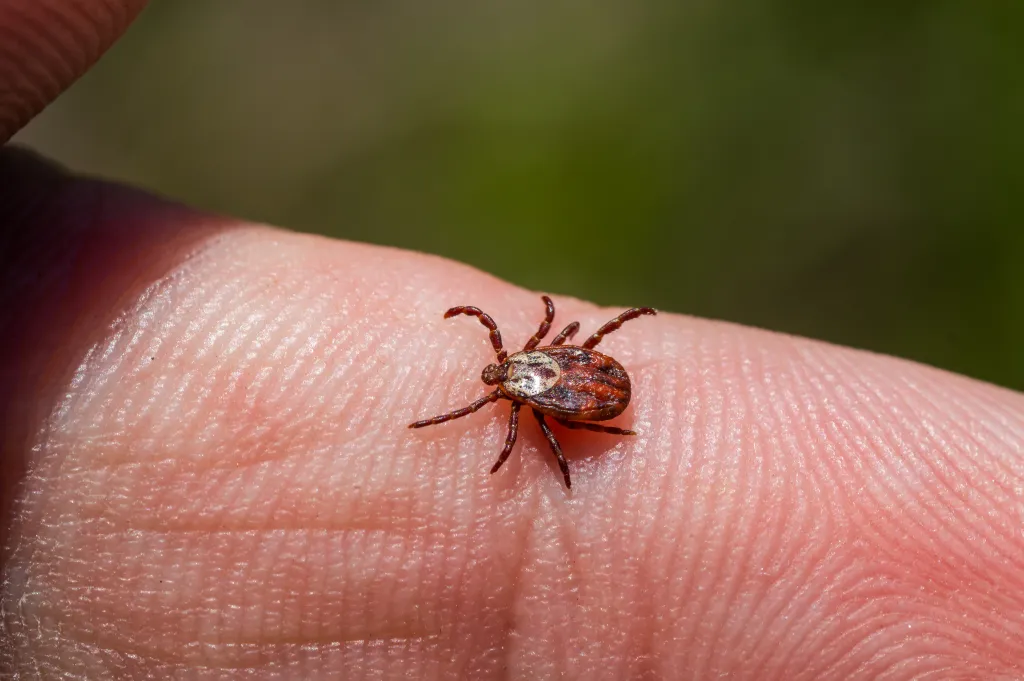 A brown tick crawls on a person's skin.