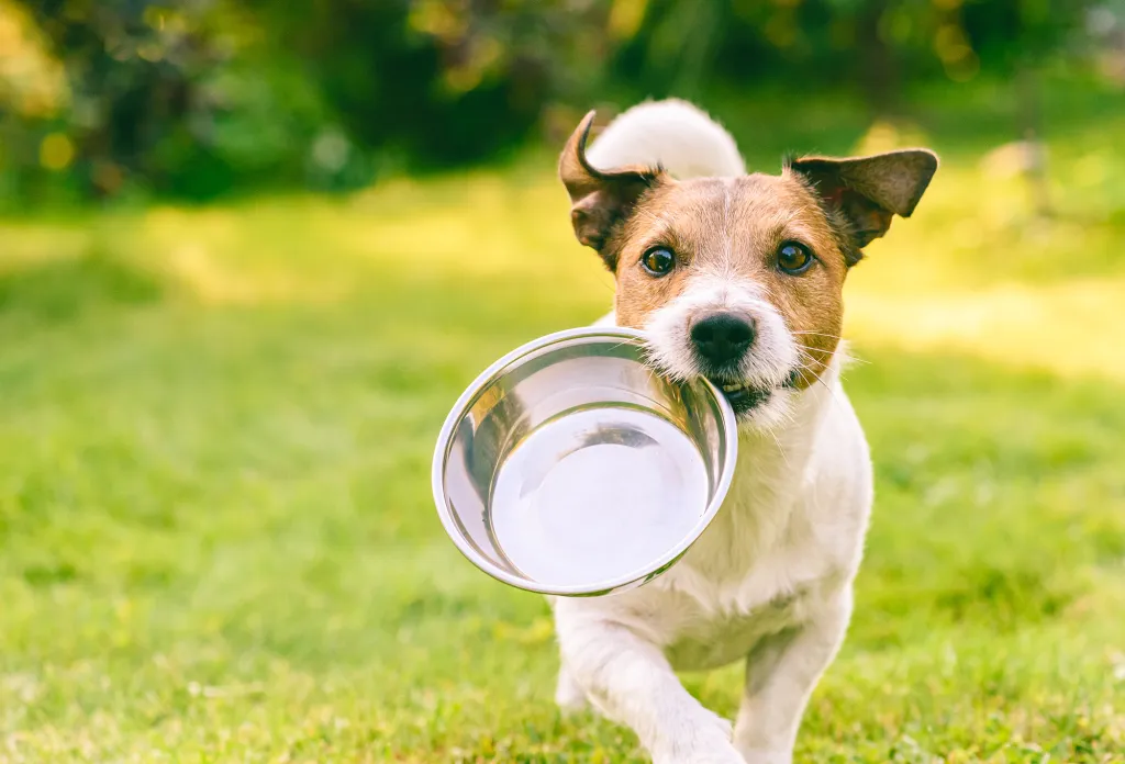 dog carrying a metal bowl in its mouth