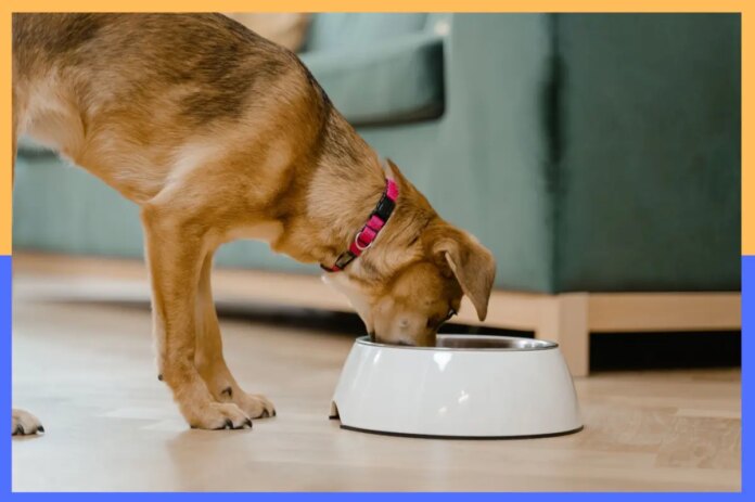 Dog-food-services-feat.jpg