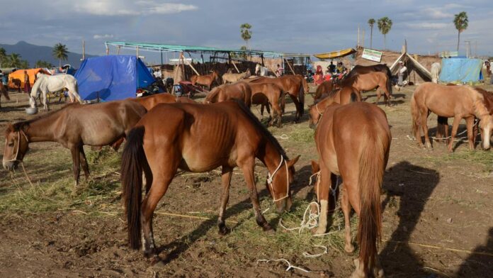 ERGOV_8-8-2012_15-28-26_ER09HORSE16.JPG