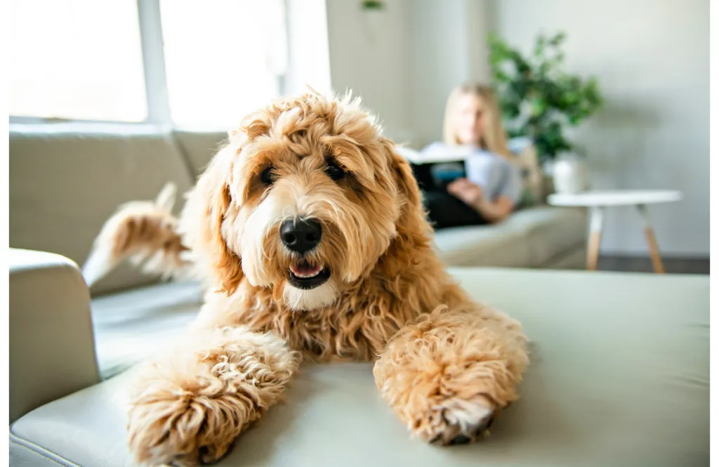 A goldendoodle dog lying on a light-colored couch, with a person reading in the background.