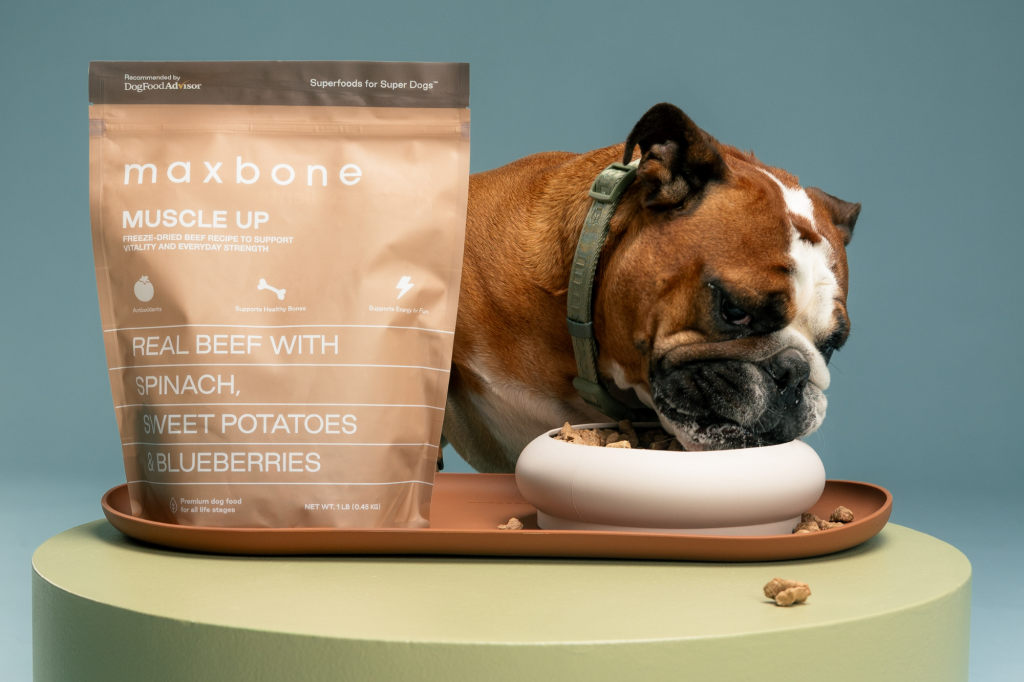 A bulldog eats from a bowl next to a bag of Maxbone dog food.