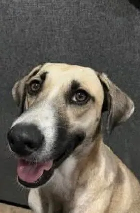 A light-colored dog with a happy expression and open mouth.