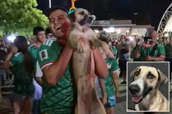 missing-dog-spotted-world-cup-132901709.jpg